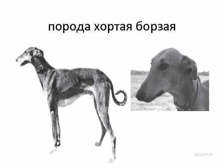 Собак рассматривала. Порода собак хортая борзая. хортая борзая собака черная. хортая борзая уши. морфологические признаки собак борзая.