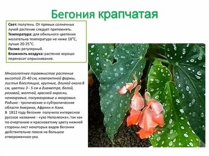 Значение цветов бегония