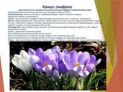 Сообщения детей из крокуса