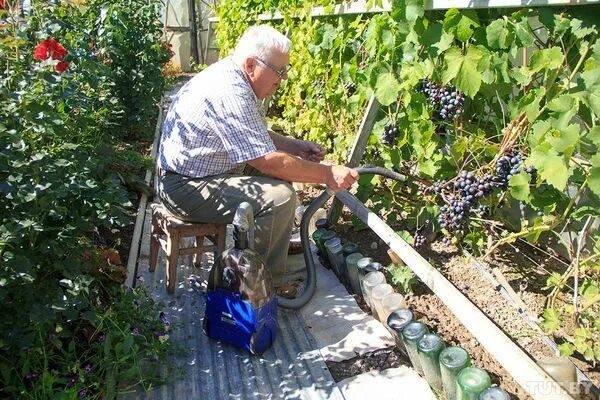 Хорошие соседи винограда. Виноград соседи по грядке. Соседи винограда. Соседи винограда. Виноград любит солнце или тень.