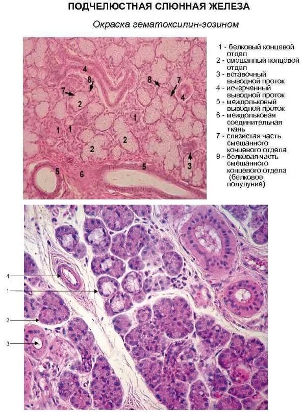 Поднижнечелюстная слюнная железа гистология. Подчелюстная железа гистология препарат. Подчелюстная слюнная железа гистология препарат. Околоушная слюнная железа гистология препарат. Препарат околоушной железы