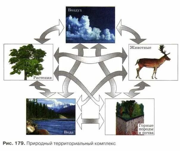 Какие бывают территориальные комплексы география 8 класс. Природный территориальный комплекс. Схема природного комплекса ту. Рисунок по теме природный комплекс. Рисунок природный комплекс по географии 6.