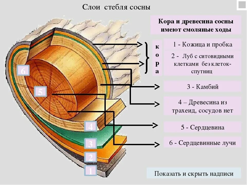 Последовательностьслоев стебля Сомны. Сердцевина древесина камбий. Расположение слоев стебля древесины. Слой древесного стебля древесина.