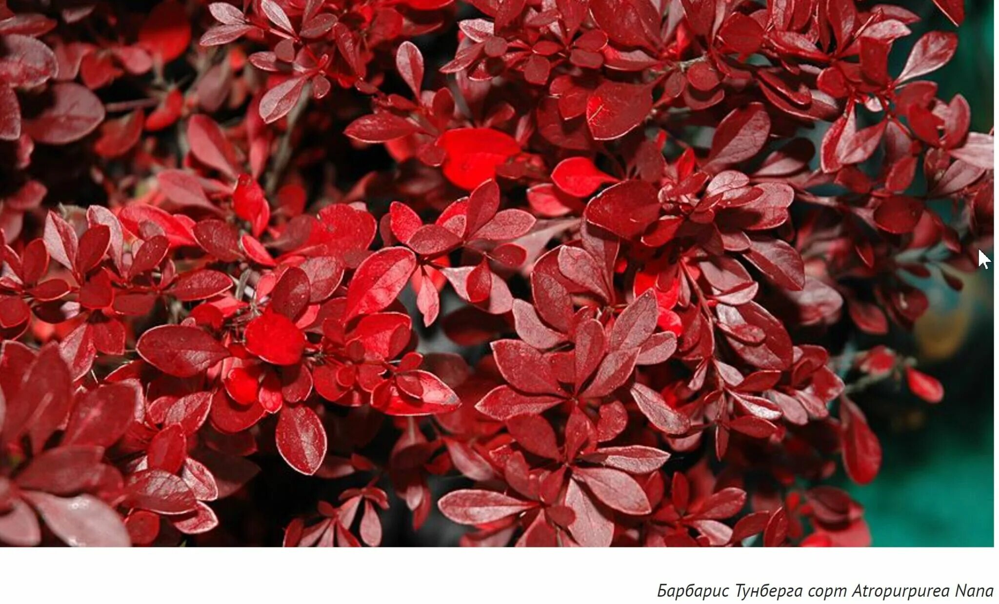 Барбарис корел. Барбарис тунберга венис. барбарис тунберга berberis thunbergii “atropurpurea”. барбарис тунберга венеция. барбарис тунберга красный.