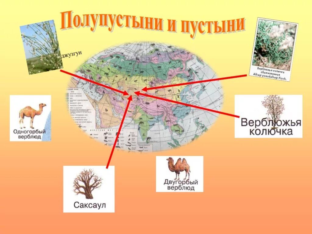 Пустыни на материке евразия. Пустыни и полупустыни Евразии растения. Растительный мир пустынь Евразии. Животные и растения пустынь Евразии. Пустыни и полупустыни Евразии растения и животные.