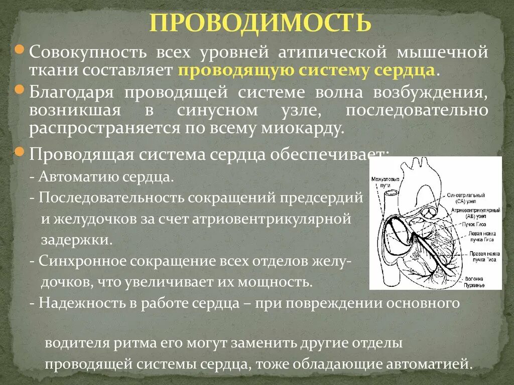 Автоматия мышц. Уровни автоматии проводящей системы сердца. автоматия сердца график. степень автоматии различных отделов сердца. показатель автоматии сердца.