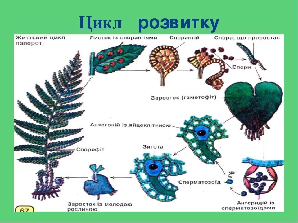 Щитник окаймленный. 14 чему. Тип развития щитника. Клоп зеленый - palomena prasina. Клоп щитник тип развития.