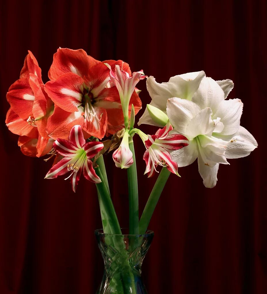 Гиппеаструм. Гиппеаструм Минерва. Амариллис срезка. Гиппеаструм Bouquet. Амариллис красный срезка.