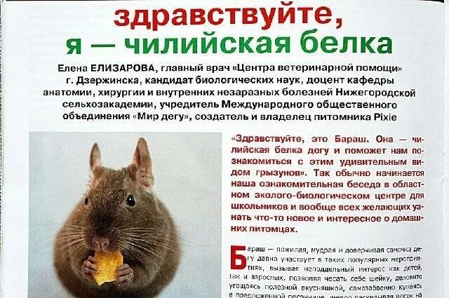 Как зимует белка. Белки и их роль. Белки должны быть холодные или теплые. Белки должны быть холодные или теплые. Проект про белку.