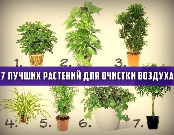 Комнатные растения, очищающие воздух в квартире и офисе