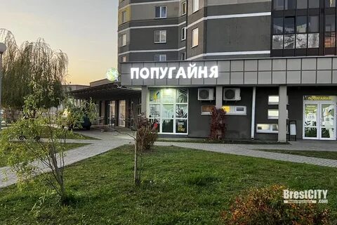Попугайня просп стачек 39 отзывы