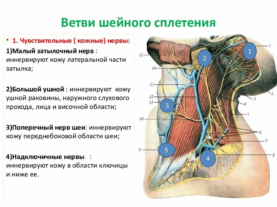 Кожные (чувствительные) нервы шейного сплетения. Двигательные мышечные ветви шейного сплетения иннервируют. Проекция иннервации шейного сплетения. Шейное сплетение анатомия.