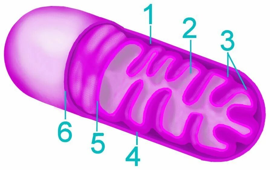 Митохондрии рисунок. Строение митохондрии. Митохондрии гистология. Строение митохондрии гистология. Мелохондрия капилярис.