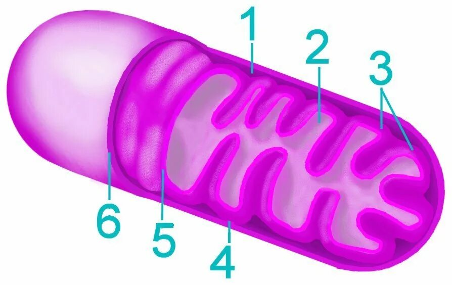 Митохондрии человека просто. Митохондрии цитология. Мембрана митохондрий. Митохондрии гистология. Строение митохондрии.