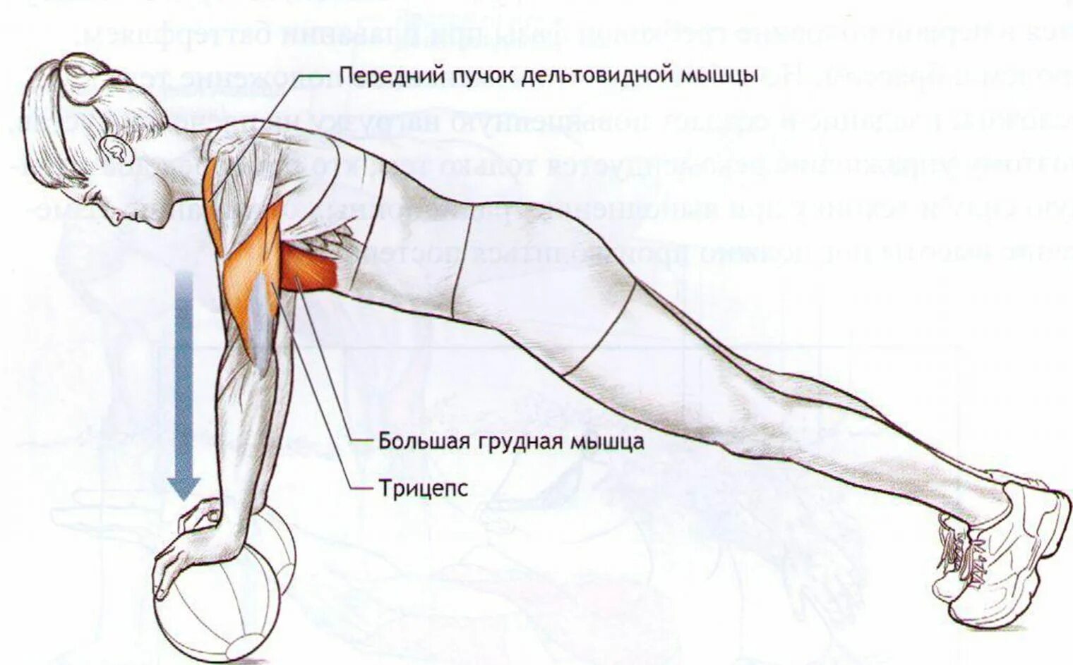 Передний пучок дельтовидной мышцы. Передний пучок дельтовидной мышцы упражнения. Упражнения для нижней части рук. Упражнение на переднюю мышцу руки.