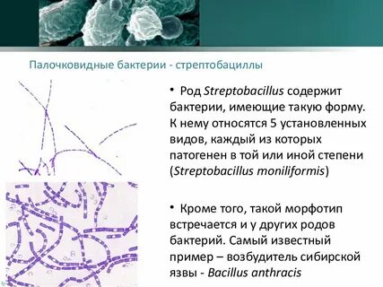 К палочковидным бактериям относятся