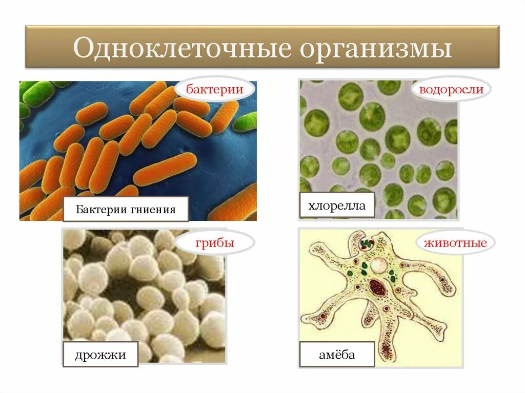 Примеры бактерий биология. Одноклеточные организмы. Одноклеточные бактерии. Бактерии примеры организмов. Одноклеточный организм дрожжи.