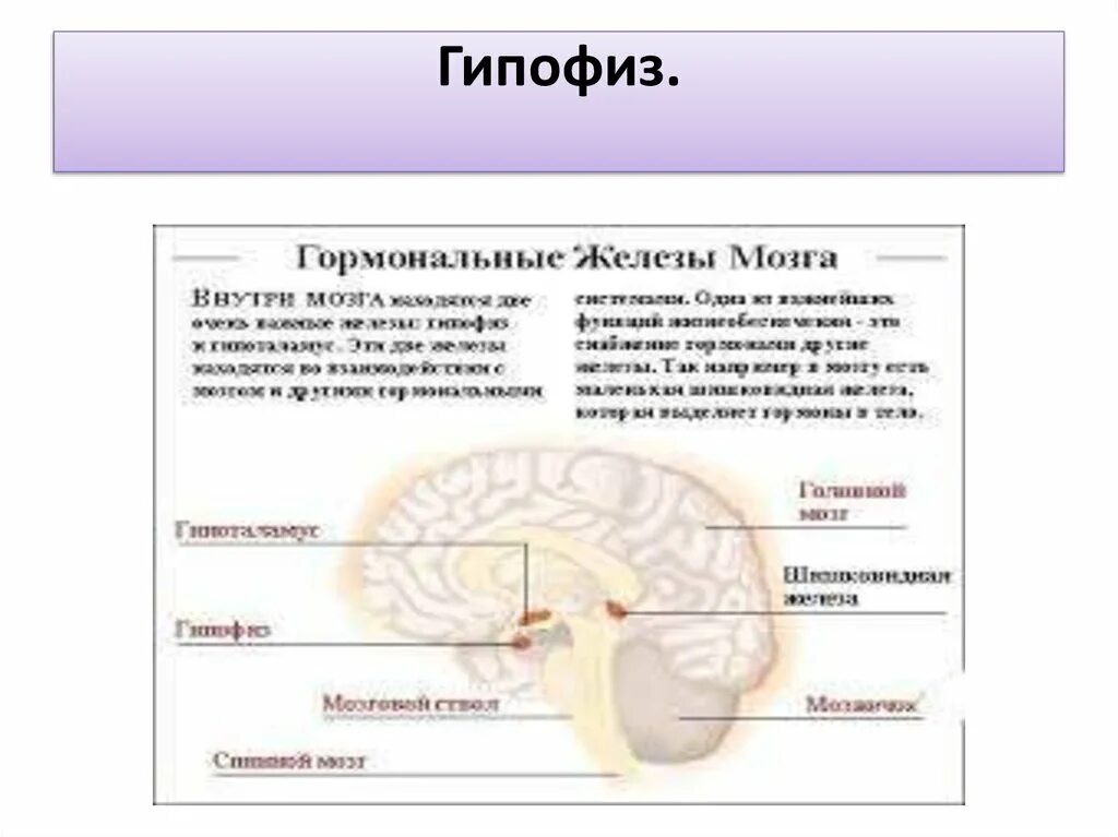 Гипофиз передний мозг. Рудименты человека гипофиз. Гормональные железы мозга.
