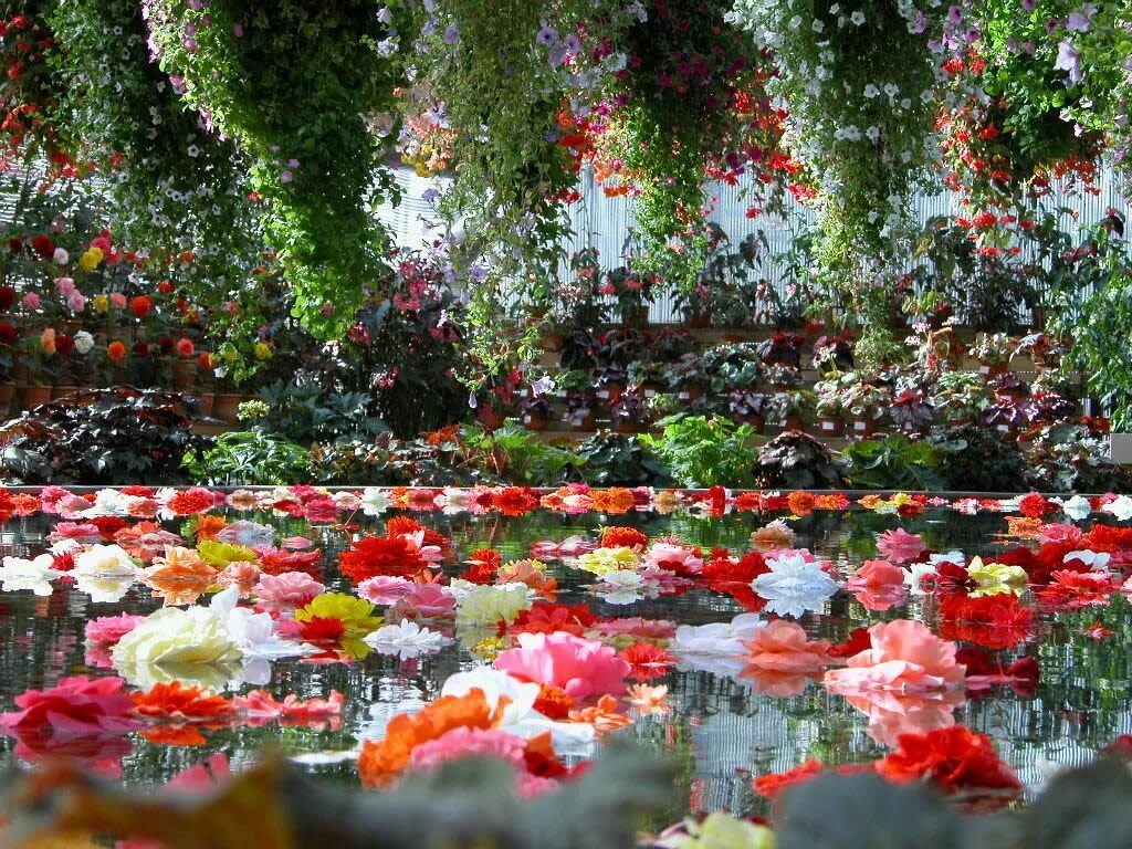 Flowers paradise. Сады Бутчартов розарий. Сад роз Бангкок. Никитский Ботанический сад розарий фонтан. Цветущий сад.