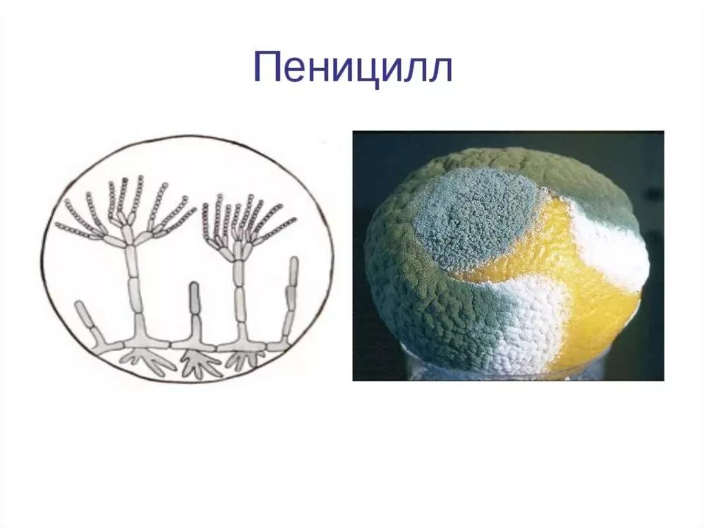 Картинки СТРОЕНИЕ МИКРОПРЕПАРАТА ПЕНИЦИЛЛА