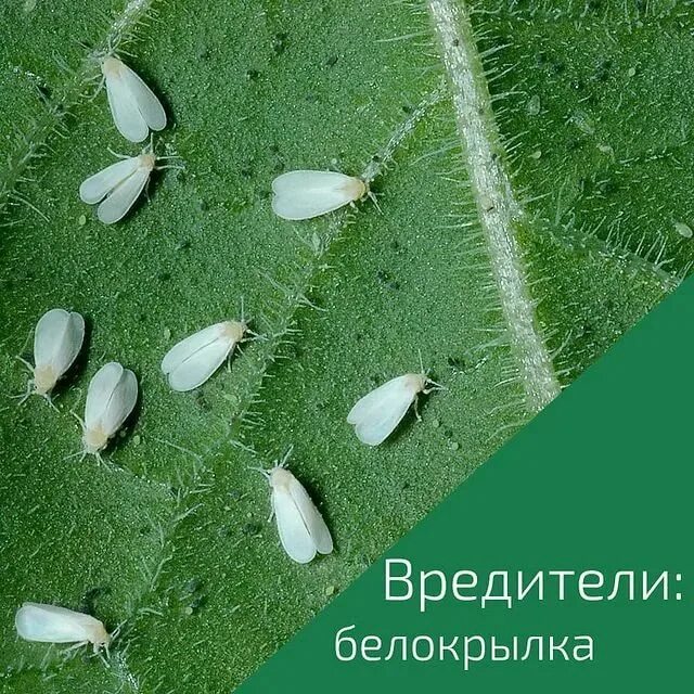 Как избавиться от белокрылки в огороде навсегда