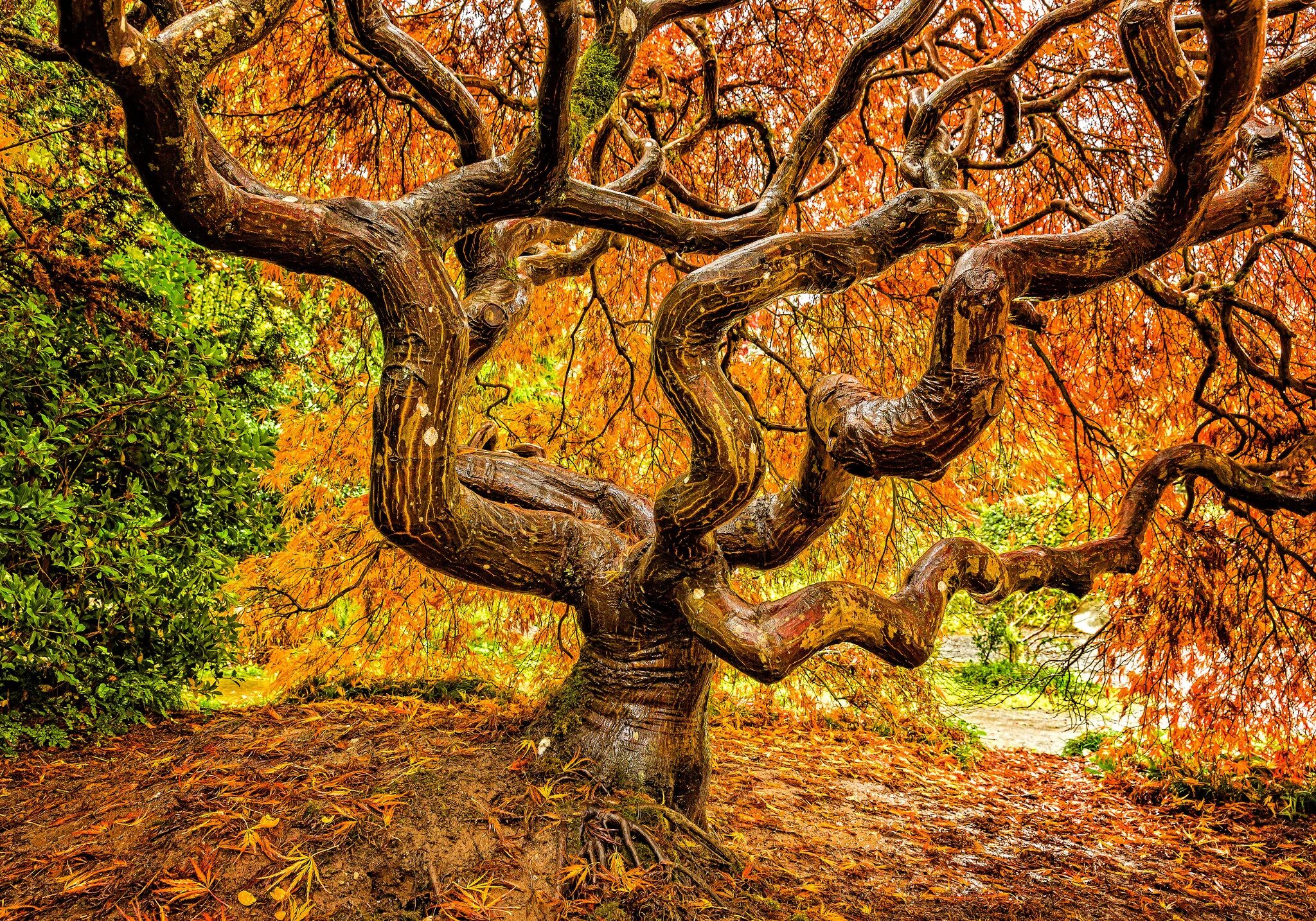 Tree fall
