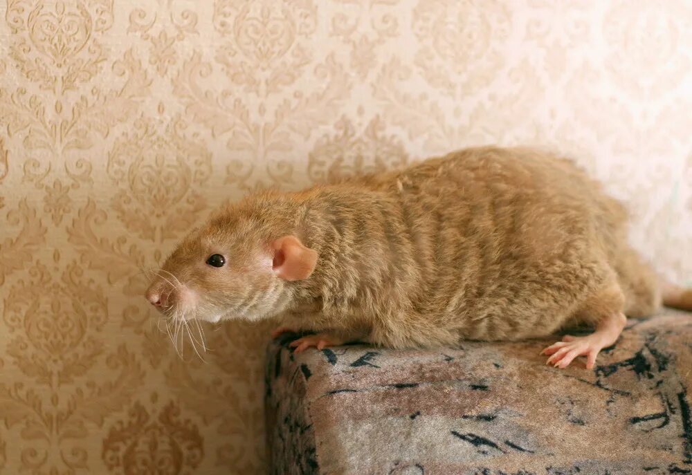 Взрослые мыши. Крыса Дамбо рекс. Крысы породы Дамбо рекс. Декоративная крыса Дамбо рекс. Кудрявая крыса Дамбо рекс.