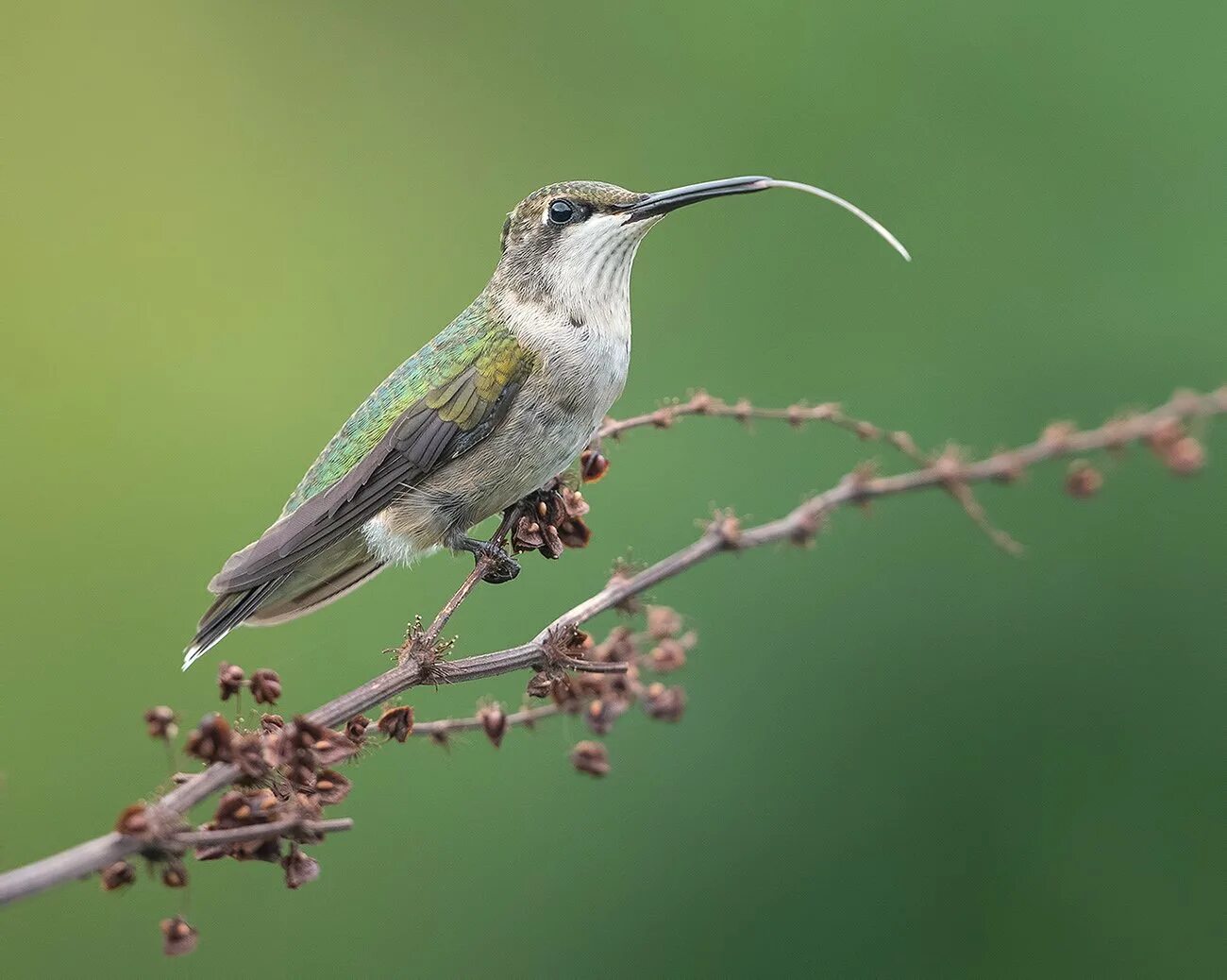 Hummingbird Bird Bl - Free photo on Pixabay Animales y mascotas, Mascotas, Anima