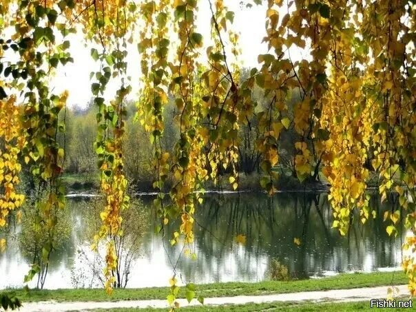 10 сентября 10 утра. Сентябрьские Березки. Золотая Березовая ветвь. Утро сентября. Доброе утро сентября березы осенью.