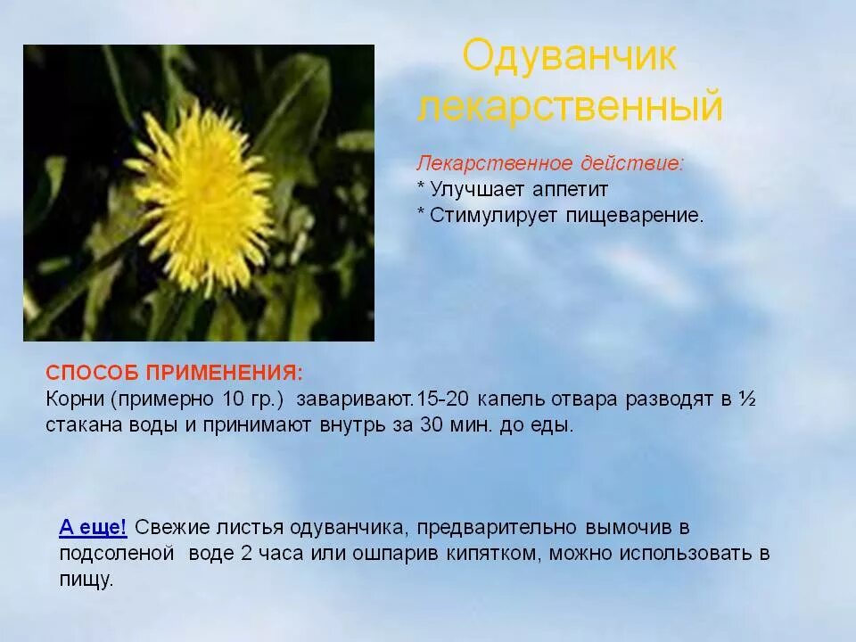 Польза и вред цветков одуванчика для организма. Одуванчик полезное растение. Одуванчик лекарственный характеристика. Чем полезен одуванчик. Одуванчик лекарственный применяется для.