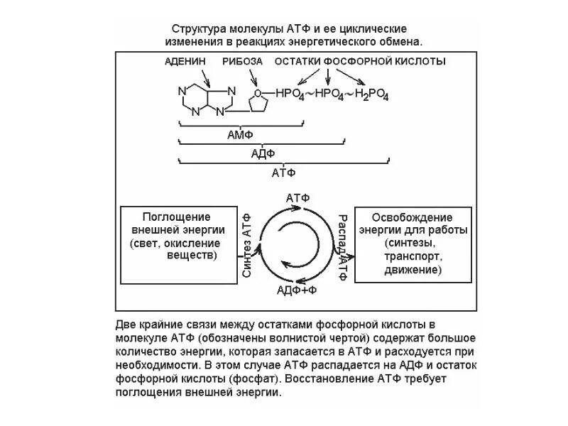 Освобождение энергии атф. Циклические реакции в энергетическом обмене. Энергетический обмен АТФ. Циклические реакции в дыхании. Схема высвобождения энергии из АТФ.