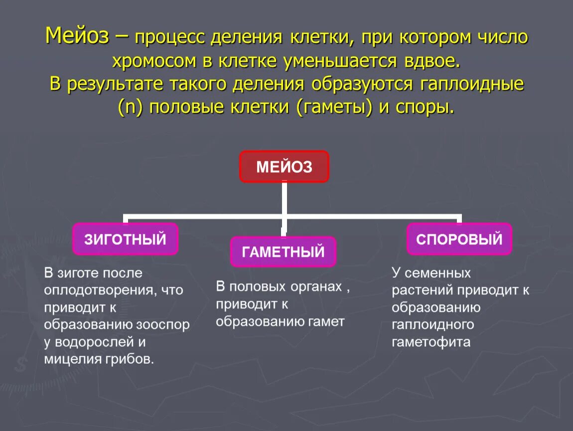 Процесс деления мейоза. Деление клетки мейоз. Мейоз деление половых клеток. Тип деления клетки — мейоз. Редукция числа хромосом происходит во время