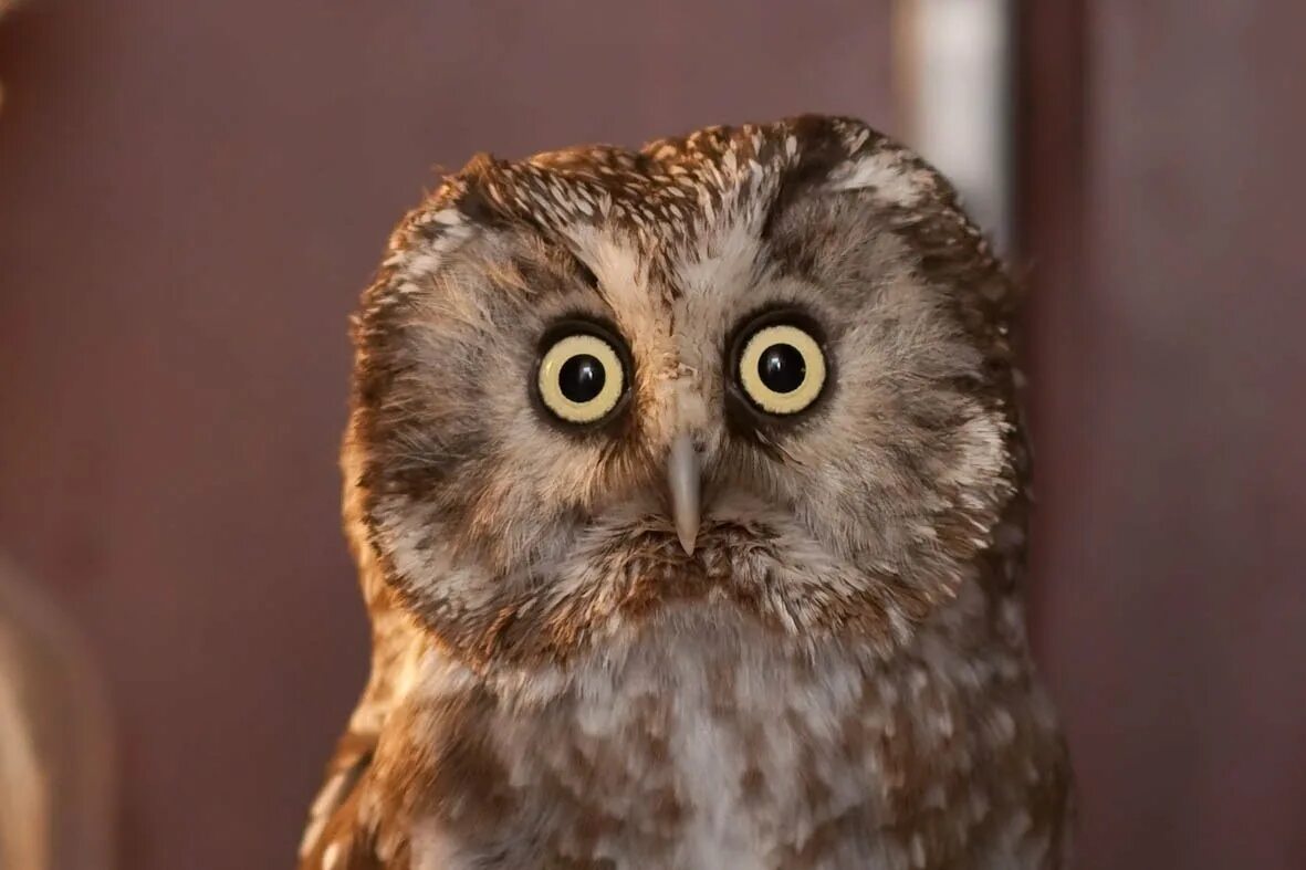 сова удивлена. сова удивление. удивленный взгляд совы. удивленная птица. сова удивлена.