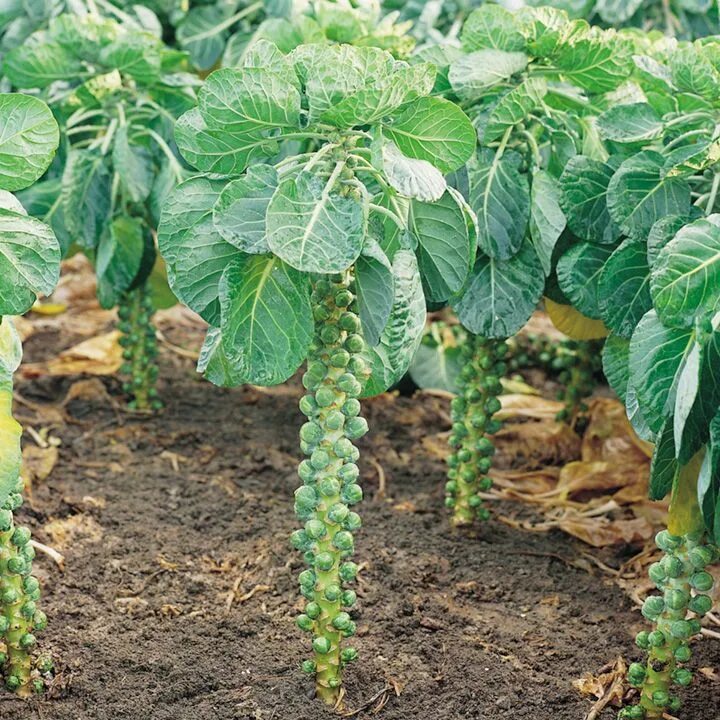 Pruning Brussels Sprouts: When To Prune Leaves Of Brussels Sprouts Brussel sprou