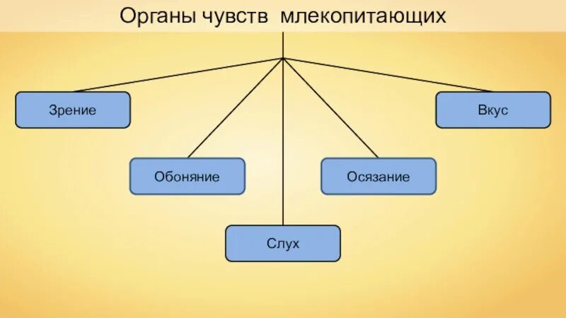 Схема органы чувств 7 класс. Органы чувств животных. Органы чувств млекопитающих. Органы чувств млекопитающих таблица.