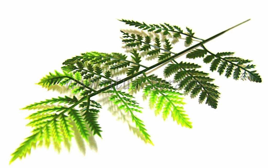 Зеленые листья папоротника. Стебель у папоротника представляет собой короткое деревянистое. Папоротник щитовник мужской. Лист папоротника 7 лист. Вайя папоротника.