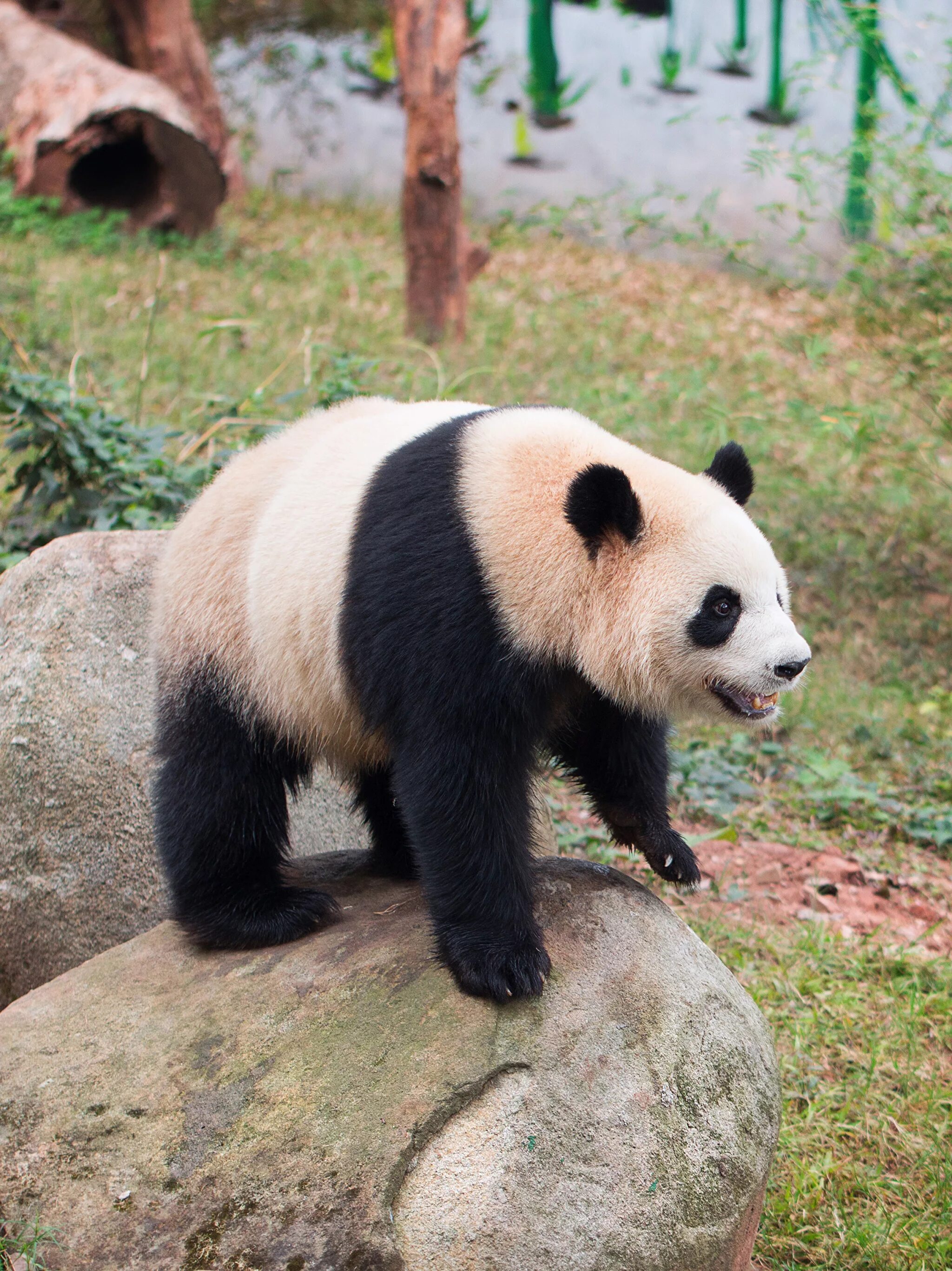 Панда бамбуковый медведь. Большая Панда в Евразии. Панда (мини). Большая панда медведь