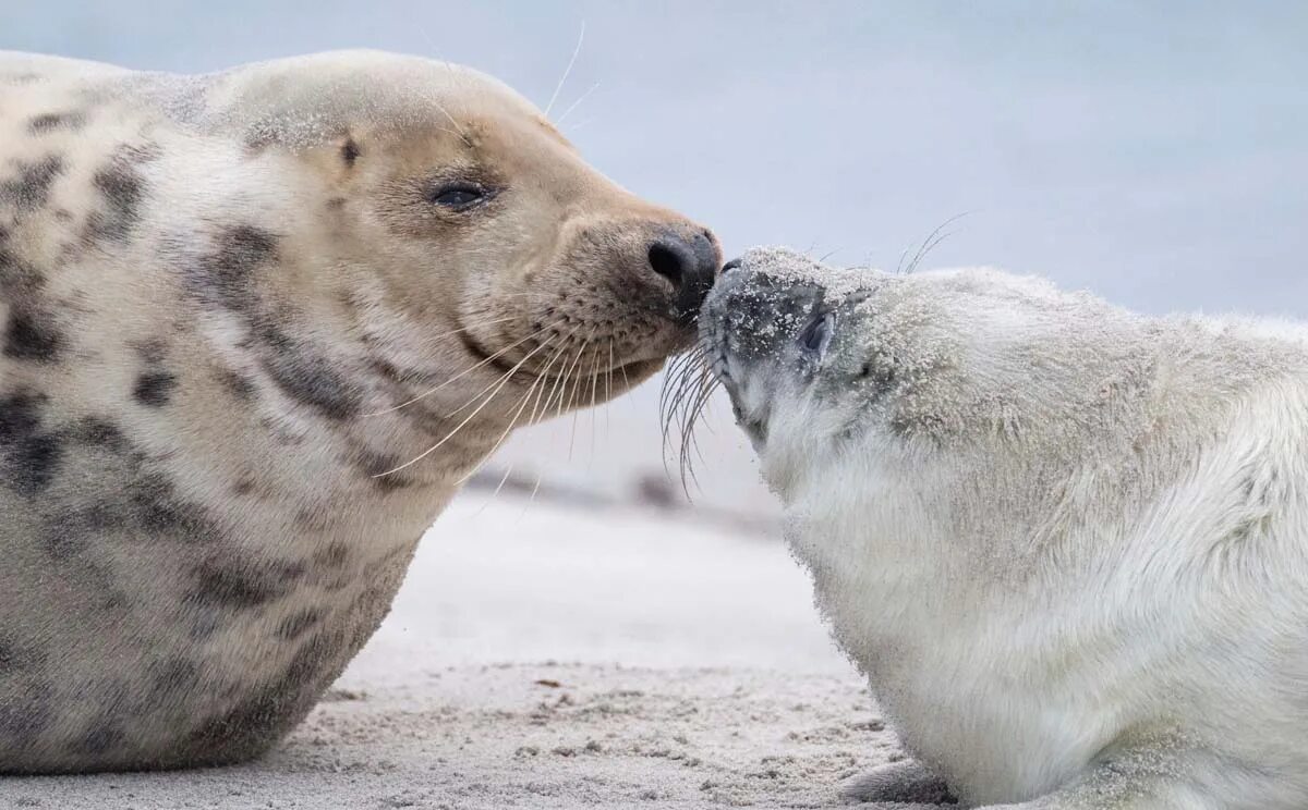 Grey seal