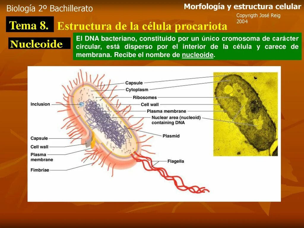 Капсула прокариот. Prokaryotic Cell. Вирусы прокариоты. Прокариоты микробиология. Появление прокариот эра