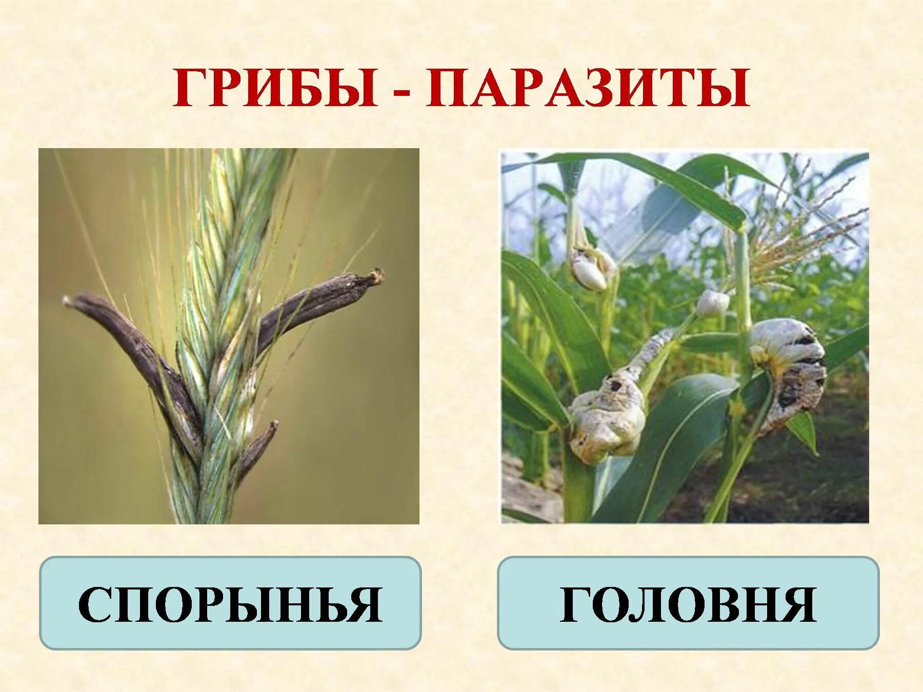 Головня растение паразит. Головня и спорынья. паразитические грибы спорынья и головня. головня и спорынья грибы паразиты. паразиты растения головня спорынья.