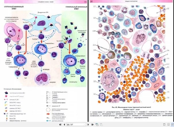 Гистология цитология эмбриология атлас. Гистология цитология и эмбриология мушкамбаров 3-е издание. Быков. Селезенка гистология препарат. Гистология цитология эмбриология атлас.