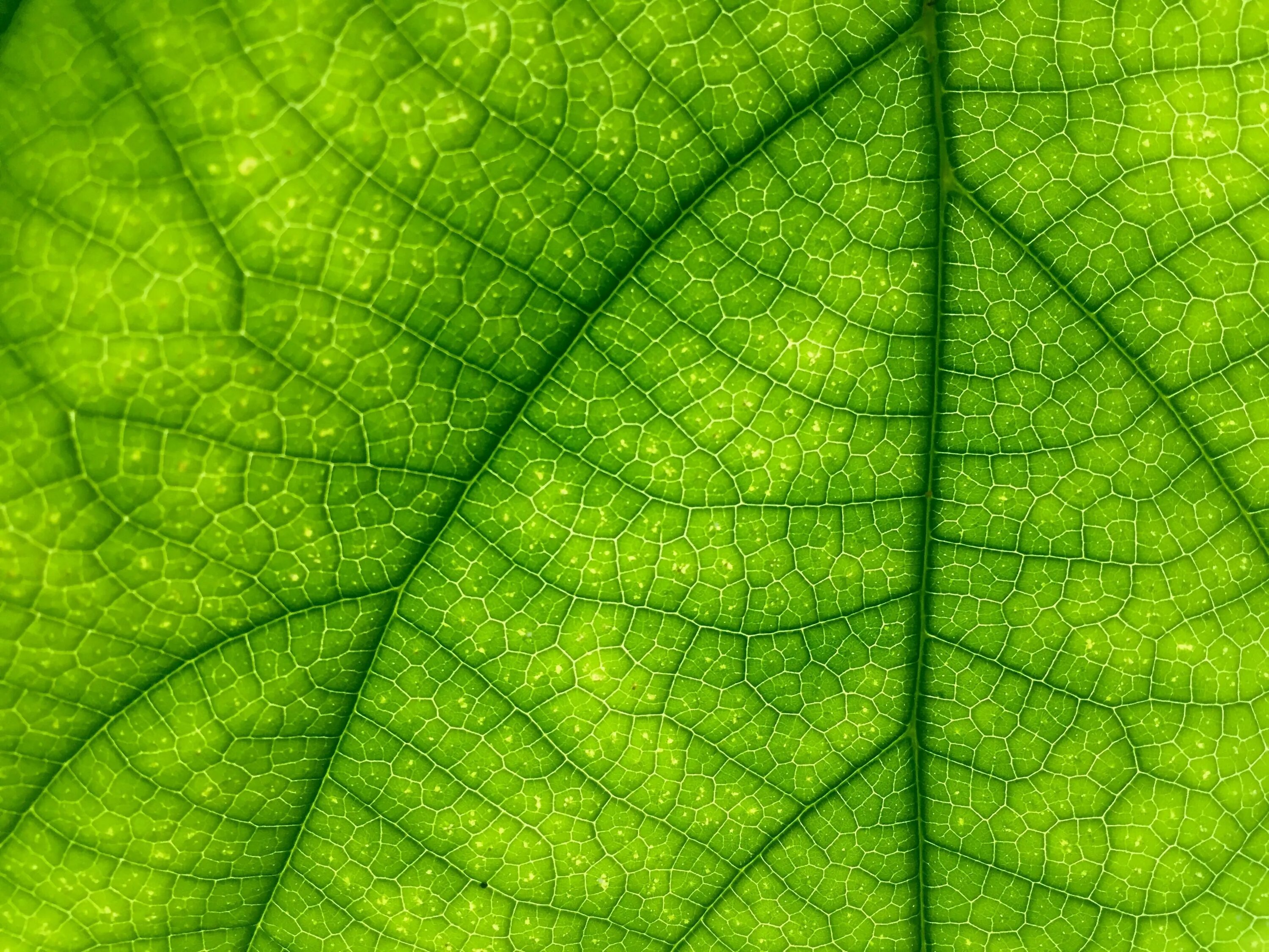 Цвет зеленый лист. Фон хлорофилл. Зеленый лист. Листья растений. Зеленые листочки.