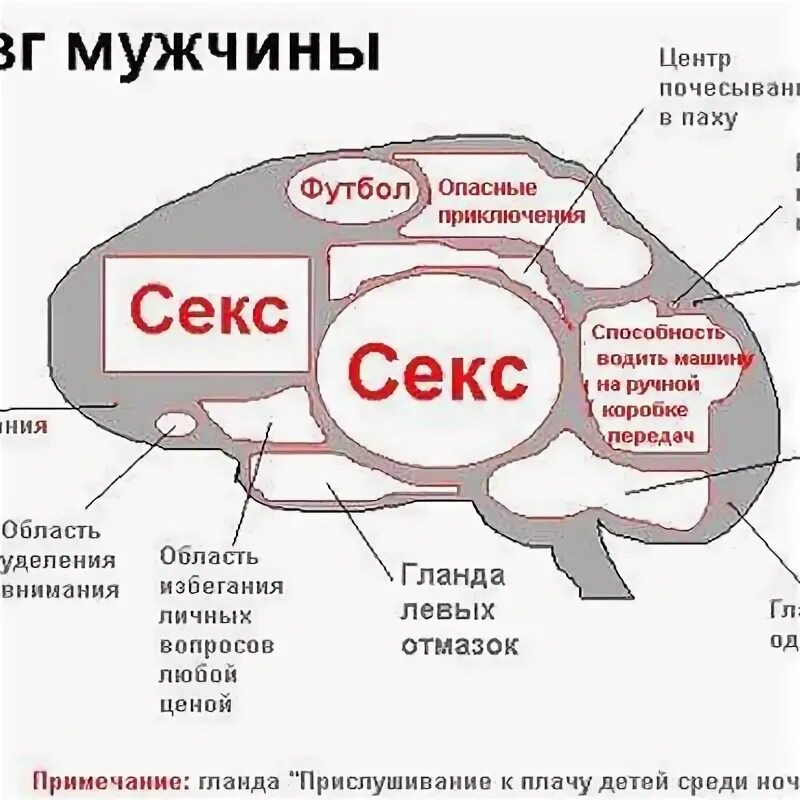 Мозг мужчины. Мозг мужчины и женщины. Мозг женщины. Мужской и женский мозг.