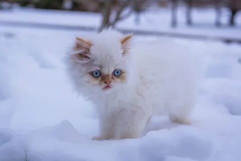 Кот иней