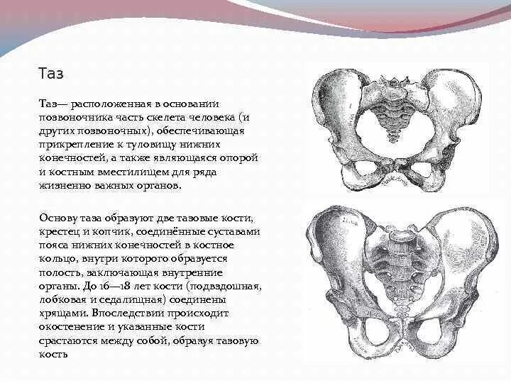 Сросшиеся кости таза. Скелет таза. Где находится таз у человека. Скелет человека положение таза у женщин.