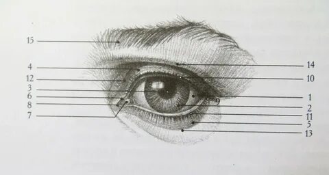 Как рисовать веки
