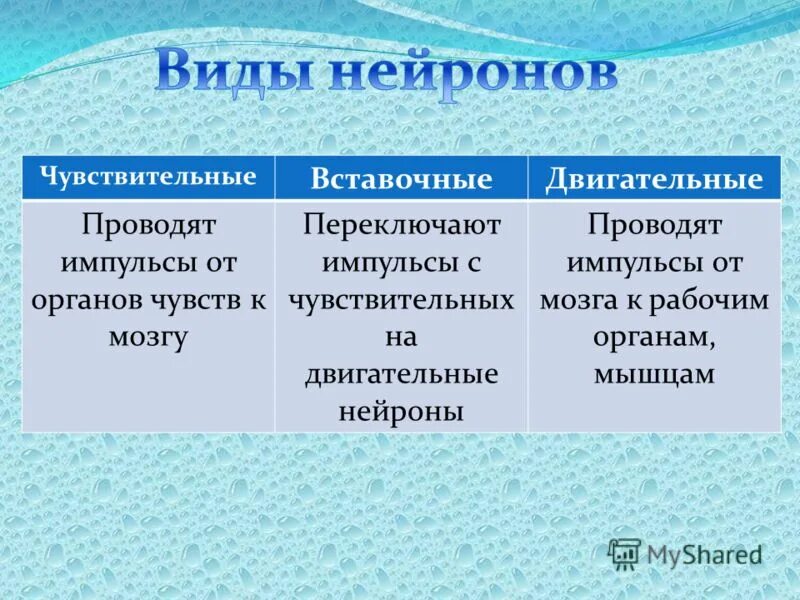 Функции чувствительных и двигательных нейронов. Двигательный Нейрон функции. Чувствительный Нейрон функции. Чувствительныйвставочные идвигательные Нейроны. Функции нейронов чувствительный двигательный вставочный.