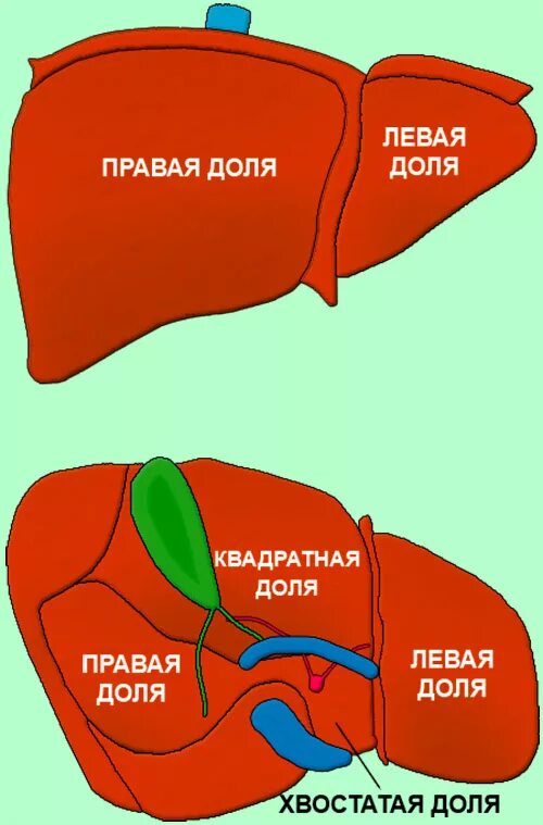 Сколько сегментов в печени. Долевое строение печени. доли печени анатомия схема. хвостатая доля печени анатомия. левая доля печени сегменты.