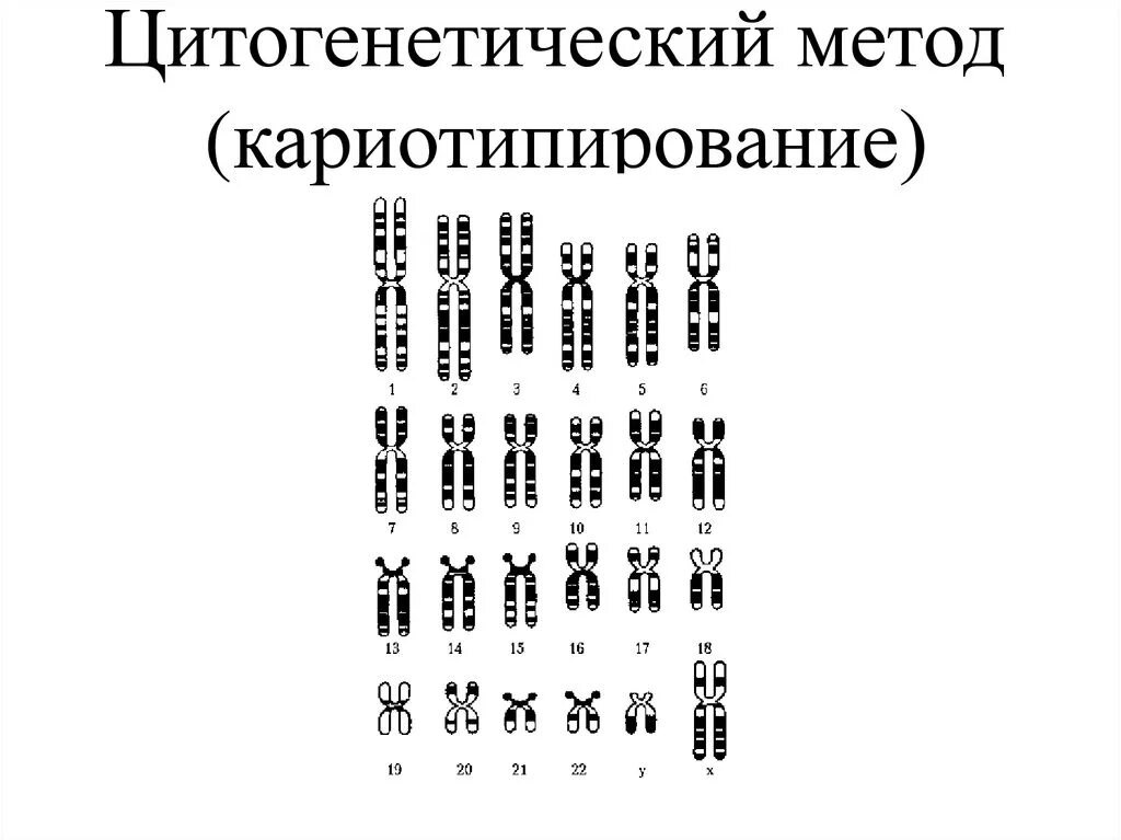 Цитогенетический метод изучения кариотипа человека. Цитогенетический кариотипический метод исследования. Цитогенетический метод кариотип человека. Рисунок методики цитогенетического исследования. Цитогенетический метод наследственные заболевания