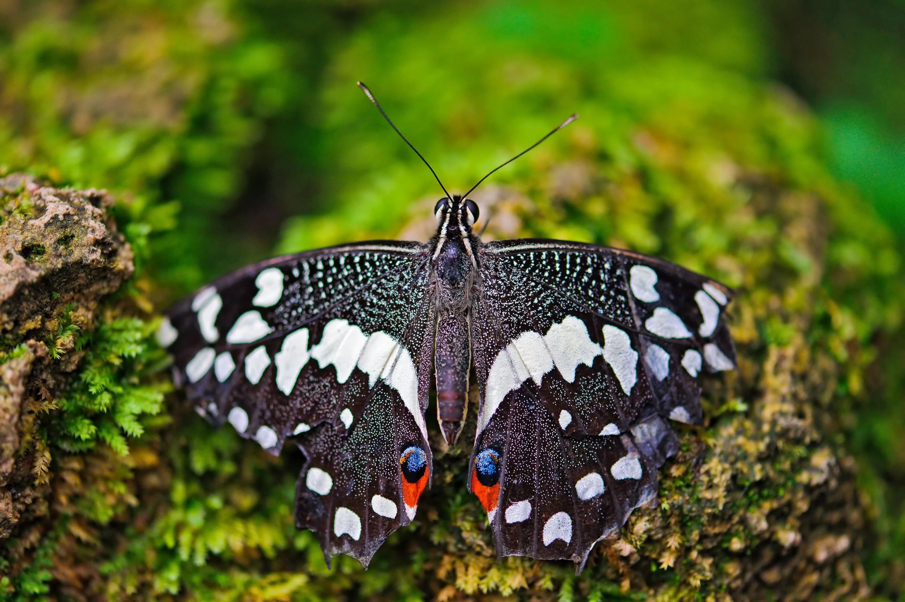 Как называется где бабочки. Мадагаскарская бабочка Махаон. Бабочка крапчатый Арлекин. Бабочки Carthaea saturnioides. Горгеус бабочка.